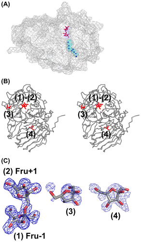 Figure 4. Structure of the AkFFase-Fru complex.