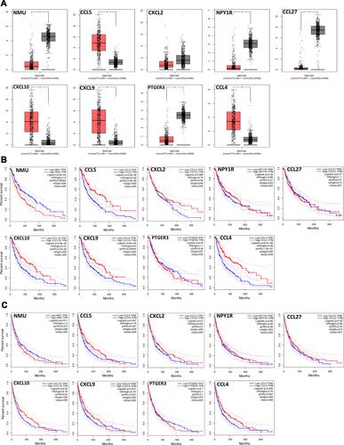 Figure 3 Validation of the 9 hub genes in TCGA. (A) The expression patterns of 9 hub genes in melanoma vs normal skin samples. (B) OS curves of 9 hub genes in melanoma samples; (C) DFS curves of 9 hub genes in melanoma samples. P-values < 0.05 were considered to be significant.