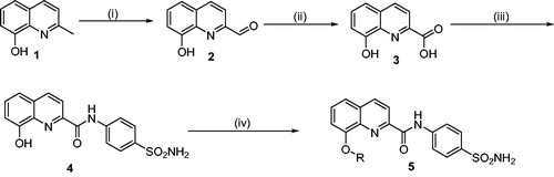 Scheme 1. General synthetic route for the synthesis of 8-substituted quinoline-linked sulfonamide derivatives (5a–h). Reagents and conditions: (i) SeO2, 1,4-dioxane, 110 °C, 12 h, (ii) H2O2, Formic acid, 0 °C, 12 h, (iii) Sulfanilamide, HATU, DIPEA, DMF, 0 °C-rt, 12–15 h, and (iv) R-X, K2CO3, Acetone, r.t., 12–15 h.