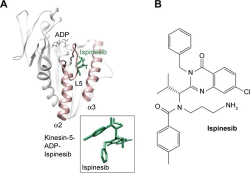 Figure 2 Kinesin-5 complex ([A] adapted from Park et alCitation39) for the preparation of (B) Ispinesib antitumor drug.