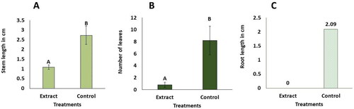 Figure 5. In vitro phytotoxic effects of the cultures extract containing eritadenine at 0.125% on Chrysanthemum morifolium. Plant values are averages of ± DS (n = 10). Different letters above the bars show statistical differences at p  < 0.05, according to the U Mann-Whitney test. (A) length of stems. (B) number of leaves. (C) length of roots. The data for roots were not ­statistically analyzed; the average values are shown on the corresponding bars.