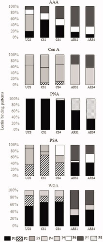 Figure 3. Distribution of the lectin-binding patterns in uncapacitated (UCS), one-hour-capacitated (CS1), four-hours-capacitated (CS4), induced acrosome reaction after one-hour-capacitation (ARS1) and induced acrosome reaction after four-hours-capacitation (ARS4) for each lectin used in this study.