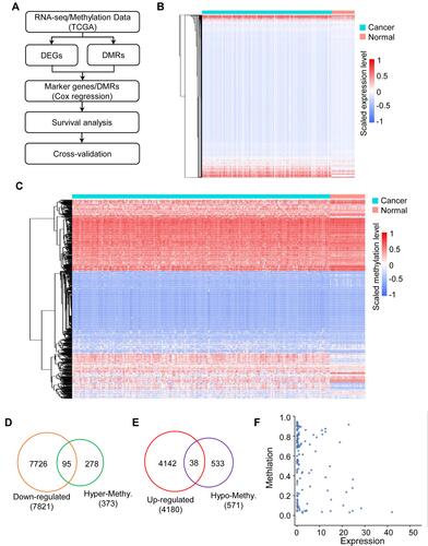Figure 1 The landscape of gene expression and methylation in colon cancer. (A) Flowchart of the data analysis pipeline in this study. (B) Heatmap showing the differentially expressed genes in the colon cancer and normal groups. (C) Heatmap showing the differentially methylated regions associated with genes in the colon cancer and normal groups. (D) Venn diagram showing the down-regulated genes associated with hypermethylated sites in colon cancer. (E) Venn diagram showing the up-regulated genes associated with hypomethylated sites in colon cancer. (F) Scatter plot showing the correlation between differentially expressed genes and differentially methylated regions in colon cancer.