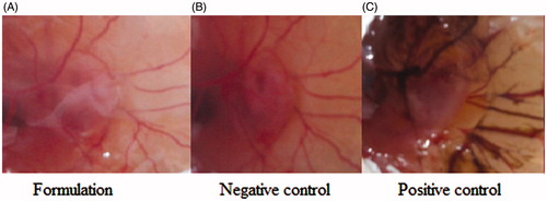 Figure 5. HET-CAM test image of formulation treated (A), negative control (B), and positive control (C).