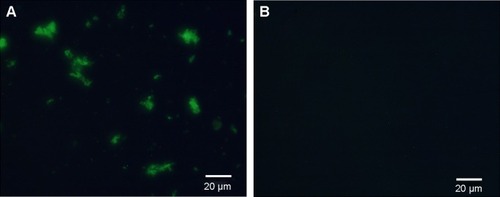 Figure 2 Determination of antibodies conjugated on the surface of the targeted nanospheres.Notes: (A) The green fluorescence was seen in the C225-GEM/MANs; (B) no fluorescence could be detected in Ab-free nanospheres.Abbreviations: C225, cetuximab; GEM, gemcitabine; MANs, magnetic albumin nanospheres.