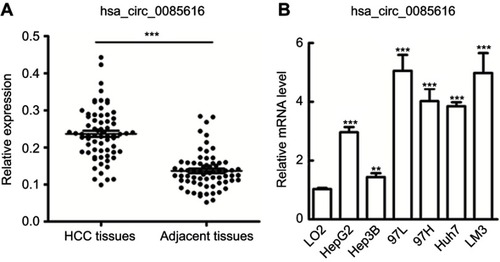 Figure 1 Expression of hsa_circ_0085616 in clinical tissue samples and HCC cell lines. (A) Hsa_circ_0085616 was detected in 68 pairs of liver cancer tissues by RT-PCR. (B) Hsa_circ_0085616 was detected in different HCC cell lines and normal liver cell lines by RT-PCR. **p<0.01 and ***p<0.001 compared to controls.