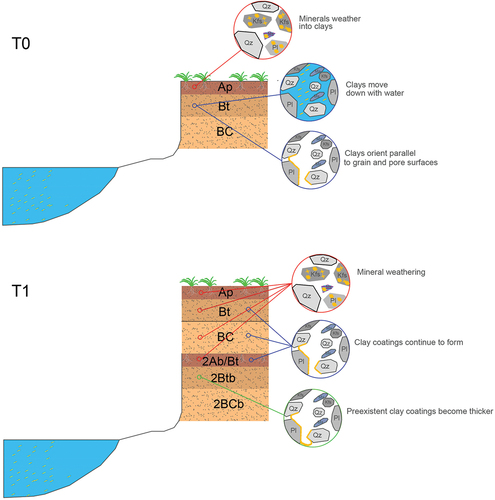 Figure 8. Schematic diagram of clay coating formation in both soil profiles. A) Pedogenesis starts forming soil and soil column develops three horizons, surface soil (Ap), argillic horizon (Bt), and parent material with argillic horizon features (BC). K-feldspar (Kfs), plagioclase (Pl), and muscovite (Ms) start to weather into clay minerals. Clay particles are also available as sediment load from the river. Clay particles travel downward when water infiltrates the soil. During drying periods, clay particles adhere parallel to mineral grain and biopore surfaces, forming clay coatings. B) a depositional event buries the initial soil column, and pedogenesis starts to act in the new fluvial deposits and continues to act in the initial fluvial deposits. Kfs, Pl, and Ms continue to chemically weather into clay minerals, that together with clay carried as suspended sediment from the river continue traveling downwards with water infiltration. New clay coatings form in mineral grain and biopore surfaces in the newer deposits. Older clay coatings receive more clay particles that keep adding and forming thick, and well-developed clay coatings. High permeability, porosity, and well-drained soils allow the newer and the older fluvial deposits to be connected after depositional events.