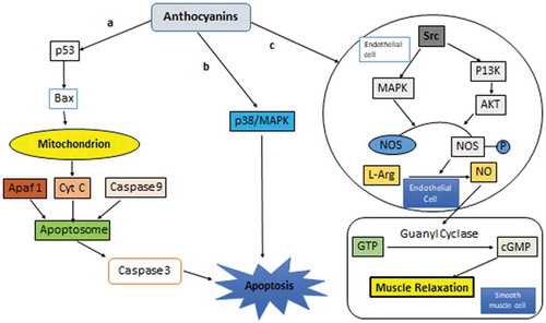 Figure 3. Anthocyanins induce apoptosis through p53/MAPK (a), p38/MAPK, (b) signaling pathways. Anthocyanins elevate the NO synthesis from L-arginine by activating the enzyme NOS (nitric oxide synthetase) in endothelial cell (c)