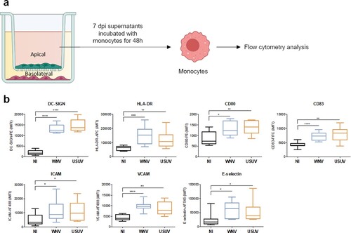 Figure 4. The inflammatory environment of infected-BBB modulates molecular and functional human primary immune cell phenotype a Apical supernatants of mock-, USUV- or WNV-infected hBLECs were collected 7 dpi, and, after viral inactivation by heating at 56°C, incubated for 48 h with monocytes . Cells were analysed by flow cytometry for characteristic membrane factors. b Integrated mean fluorescence intensity (iMFI) of DC-SIGN, HLA-DR, CD80, CD83 ICAM, VCAM and E-selectin, on monocyte from three independent experiments are represented as box and whiskers with median ± min to max. Statistical significance (p value) was determined by Student’s t test. (*p < 0.05; **p < 0.01; ***p < 0.001, ****p < 0.0001).