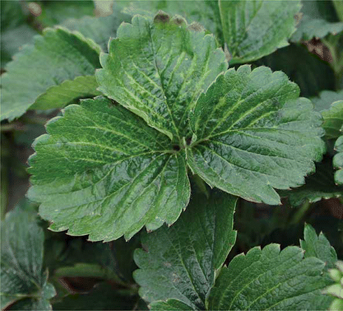 FIGURE 2 Fragaria × anannassa infected with Strawberry vein banding virus. Notice the yellowing of the main veins (color figure available online).