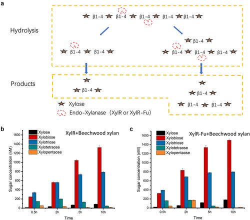 Figure 3. Hydrolysis patterns of two xylanases (XylR, XylR-Fu) and their product profiles after degrading beechwood xylan. (a) Hydrolysis patterns of XylR and XylR-Fu. Taking xylohexaose as an example, xylanase first hydrolyzes xylohexaose into xylobiose, xylotriose and xylotetraose. Xylotetraose continues to be hydrolyzed to xylobiose as well as xylose and xylotriose. In addition, xylotriose is cleaved into xylose and xylobiose. Xylobiose cannot be hydrolyzed. (b) The yield of oligosaccharides by XylR. (c) The yield of oligosaccharides by XylR-Fu.