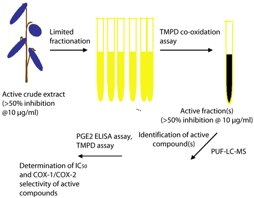 Figure 1.  Methods used for assessment of COX-2 activities in plant extracts using traditional enzyme assays and COX-2 PUF assay.