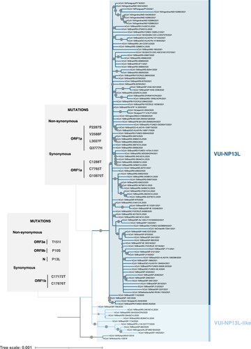 Figure 2. Phylogenomic tree of VUI-P13L-like and VUI-P13L lineages. Phylogenetic inference was performed using all B.1.1.28 sequences available in GISAID. The cluster comprising VUI-P13L-like and VUI-P13L was evident. Mutations shared between VUI-P13L-like and VUI-P13L (in ORFa, ORF9b and N) as well as unique amino acid changes and synonymous mutations to VUI-P13L present in ORF1a are highlighted in the boxes. Circles positioned over branches represent ultrafast bootstrap values, and their diameters are proportional to the range from 70 to 100.