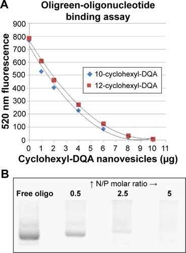 Figure 8 (A) Oligreen dye-exclusion assays to determine bolasome binding capacity using 2 µg gapmer ASO. (B) Bolasome complexation and retention of phosphorothioate antisense gapmers following metaphor electrophoresis and SYBR Green II staining. Lanes 1–4: Amine-to-phosphate (N/P) ratio =0, 0.5, 2.5, 5.0.Abbreviation: ASO, antisense oligonucleotides.