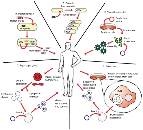 Figure 1 Biological delivery systems. A) Bacteria can be used for gene delivery, and it is used in cancer gene therapy, DNA vaccination, and treatment of some genetic diseases. B) Bacteriophages are viruses that infect bacteria, and they can be genetically engineered and introduced into bacteria for genetic replication. C) Virus-like particles (VLPs) can be engineered from plasmids coding for viral structure proteins. These VLPs can then be linked to antigens and introduced into the body to elicit an immune response. D) Erythrocyte ghosts are red blood cells that have their cytoplasmic contents removed, and they can be used as vehicles for drug delivery. E) Exosomes are nanoscale vesicles released from dendritic cells and tumor cells, and they can be purified and loaded with antigens and introduced into the body to elicit a cell-specific antitumor response. Copyright © 2009, Nature Publishing Group. Reproduced with permission from Seow Y, Wood MJ. Biological gene delivery vehicles: beyond viral vectors. Mol Ther. 2009;17(5):767–777.