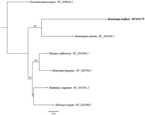 Figure 1. RAxML phylogeny of M. uniflora based on 7 complete cp genomes (Bootstrap values are shown above each node).