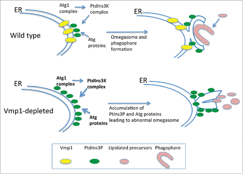 Figure 5. Vmp1 is essential for correct PtdIns3P signaling and omegasome formation in D. discoideum and mammalian cells. Vmp1 accumulates in subdomains of the ER where the autophagic machinery is recruited. PtdIns3P is formed at these domains to regulate omegasome formation and phagophore elongation. In the absence of Vmp1, PtdIns3P is aberrantly generated leading to persistent recruitment of autophagy proteins and unproductive autophagosome formation.