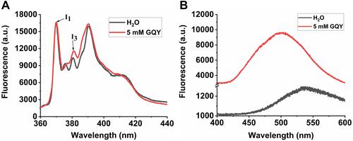 Figure 3 Formation of hydrophobic domain. (A) Fluorescence spectra of pyrene monomer in 5 mM GQY solution or H2O. (B) ANS-binding fluorescence spectra of 5 mM GQY or H2O.