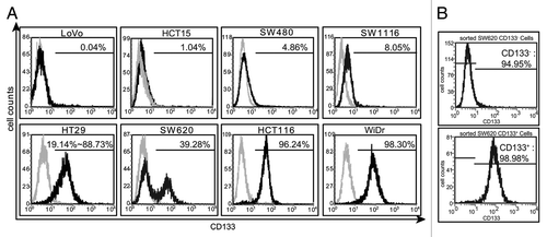Figure 1. The expression of CD133 in eight human colon cancer cell lines. (A) The expression of CD133 was detected by flow cytometry in eight human colon cancer cell lines. The gray histograms represented the isotype control. The values were the percentage of the CD133+ cells in each cell line. (B) The CD133+ cells and the CD133- cells were sorted by magnetic cell sorting. The values evaluated by flow cytometry were the percentage of the CD133+ cells and the CD133- cells before and after being sorted. The results were representative of three independent experiments.