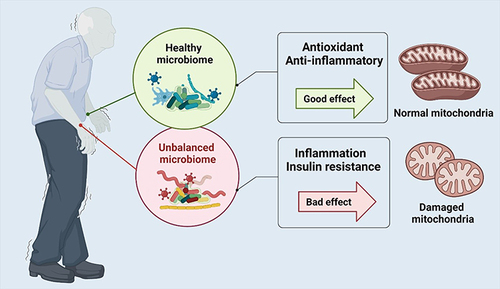 Figure 1 Under normal circumstances, the intestinal microbiota, such as Faecalibacterium prausnitzii and Lactobacillus casei, promotes the physiology of mitochondria to protect skeletal muscle by maintaining antioxidant and anti-inflammatory capacity. However, dysregulated intestinal flora, the reduction of Bacteroides and excessive growth of phylum Firmicutes, leads to the release of inflammatory factors. These inflammatory factors spread from the intestine and damage mitochondria and skeletal muscle.