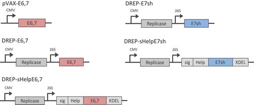 Figure 1. DNA vectors. Schematic representation of conventional (pVAX1) and replicon DNA (DREP) vectors and corresponding antigens (E6,7 or E7sh). CMV, cytomegalovirus promoter; 26S, subgenomic 26S promoter.