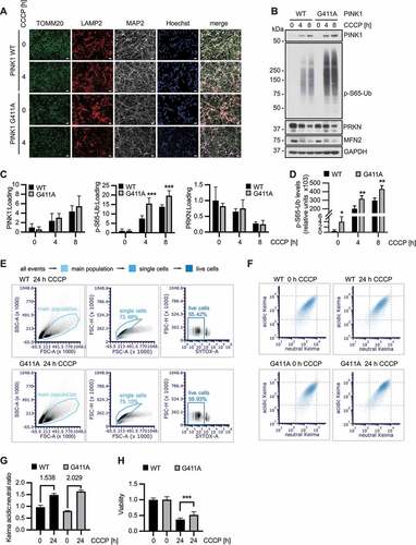 Figure 4. PINK1G411A variant promotes mitophagy in human neurons. (A) Differentiation of NPCs into neurons leads to neuron-like morphology accompanied by the presence of neuronal marker (MAP2). Mitochondrial and lysosomal morphology and distribution seem unchanged in PINK1G411A versus WT cells also at higher magnification (not shown). Scale bars: 10 µm. (B) Immunoblot analysis of isogenic neurons highlights the stronger induction of p-S65-Ub in PINK1G411A cells compared to parental WT cells. (C) Quantification of signals from four independent experiments as shown in (B) confirms statistically significant increase of p-S65-Ub, but not PINK1 or PRKN levels. (D) Lysates from the same experiments were also used for sandwich ELISA, demonstrating significantly higher p-S65-Ub levels even at basal, non-treated conditions. (E-G) Cells were differentiated and the mitoKeima signal measured by flow cytometry. Doublet and dead SYTOX Red positive cells were excluded from the analysis (E) and the acidic and neutral mitoKeima signal was measured from at least 20,000 cells per experiment (F). The geometric mean of the ratio of acidic to neutral Keima ± SD is shown from three independent experiments (G). PINK1G411A neurons show a greater increase of mitophagy compared to WT. (H) Cells were differentiated in 96-well plates and treated with CCCP to induce mitochondrial damage. Viability was determined using CyQUANT. Overnight incubation led to more cell death in wild-type cells compared to PINK1G411A, which were partially protected (n = 12). (C, D, H) Shown are the means ± SD of independent experiments. Statistical analysis was performed using two-way ANOVA with Sidak’s post-hoc test (C, H) or Student’s two-sided t-test to compare levels at baseline (D) (* p < 0.05, ** p < 0.005, *** p < 0.0005).