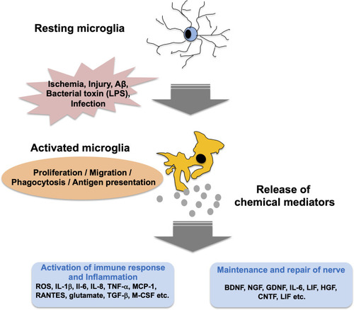 Figure 1 Activation of microglia and its role.
