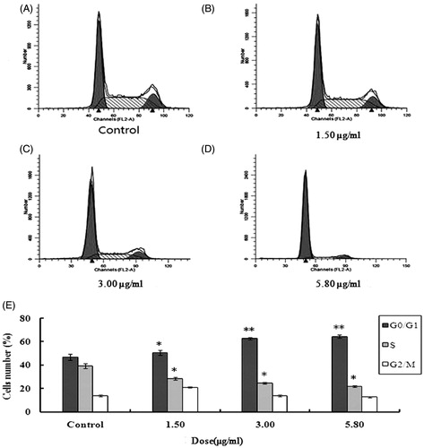 Figure 4. Cell cycle of U251 cells after treatment with different doses of 2-dihydroailanthone. U251 cells were treated with different doses of 2-dihydroailanthone for 48 h and the cell cycle were measured by flow cytometry. (A) Control, (B) 1.50 μg/mL, (C) 3.00 μg/mL, (D) 5.80 μg/mL, (E) histogram of cell cycle of U251 cells, *p < 0.05, **p < 0.01 (n = 3).