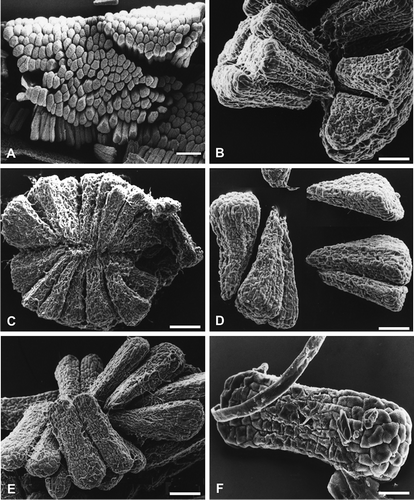Figure 1. Pollinium and massulae in Habenaria species. A. Pollinium of H. gourlieana; B. Loose massulae from a pollinium of H. paucifolia; C, D. Massulae of H. secunda: C. Radially arranged, triangular in outline massulae; D. Loose massulae. E, F. Massulae of H. bractescens: E. Part o a pollinium with a group of tabular massulae and elastoviscin threads; F. An isolated, tabular, oblong in outline massula. Scale bars – 0.35 mm (A); 110 μm (B, C); 70 μm (D, E); 30 μm (F).