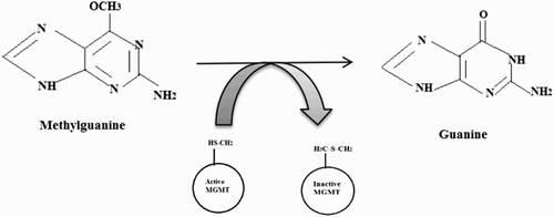 Figure 2. Role of MGMT in Direct Reversal of DNA Damage system.