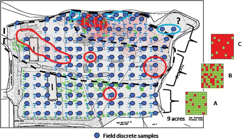 Figure 6. Isoconcentration map generated from discrete soil sample data collected at a known arsenic-contaminated site on the Island of Hawaii (after ERM, Citation2008). Random small-scale variability of arsenic concentrations in soil at the scale of a discrete sample are expressed in the map as isolated “hot spots” and “cold spots,” particularly within the transitional area (Zone B) that separates areas of consistently low (Zone A) and high (Zone C) arsenic concentrations. Red and green cells in inserts to the right of the map illustrate hypothetical distribution of discrete sample points above (red) and below (green) the target arsenic screening level within each zone.