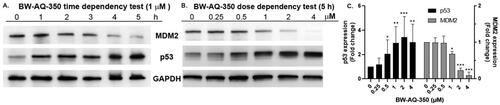 Figure 4. Western blot showed the downregulation of MDM2 and upregulation p53 by BW-AQ-350 in time- (A) and dosage-dependent fashion (B) in EU-1 leukaemia cells. GAPDH was probed as the loading control. (C) Relative quantification analysis of the dose-dependency of the Western-blot results of BW-AQ-350 (n = 3, mean ± SD, data is shown as fold changes compared to the vehicle control group after normalisation by GAPDH, *p < 0.05, **p < 0.01, ***p < 0.001).