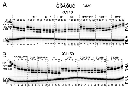 Figure 3. Exo III mapping to obtain a ranking of GTP analogs (400 μM) to stabilize forward RNAP TEC translocation at 40 (upper panel) and 150 mM KCl (lower panel). PPi was at 1 mM. pH is at 7.9.