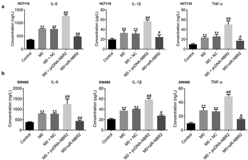 Figure 6. The inflammation in tumor tissues was activated by the lncRNA NBR2. A) The production of IL-1β, IL-6, and TNF-α in HCT116 tumor tissues was measured by the ELISA (**P < 0.01, vs. Control: #P < 0.05, vs. M0; ##P < 0.01, vs. M0). B) The production of IL-1β, IL-6, and TNF-α in SW480 tumor tissues was measured by the ELISA (**P < 0.01, vs. Control; #P < 0.05, vs. M0; ##P < 0.01, vs. M0)