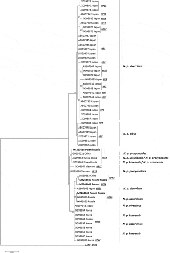 Figure 4. Maximum-likelihood (ML) phylogenetic tree based on cytb sequences showing relatedness between the haplotypes of the raccoon dogs from the Polish and Russian population described in this study and homologous sequences of individuals with determined geographical origin and verified subspecies assignment obtained from GenBank; the numbers reported at nodes indicate bootstrap values (only if higher than 50%).