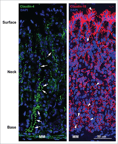 Figure 1. Confocal micrographs of the stomach mucosa stained for tight junction associated claudin-4 and basolateral membrane-associated claudin-18. Note the absence of green fluorescence signal at apical tight junctions in the surface of tissues stained for claudin-4 but the strong signal at apical tight junctions of epithelial cells in the neck and base (arrows). In contrast, claudin-18 is highly concentrated at the basolateral membrane of all epithelial cells (arrowheads) in the stomach mucosa with particularly robust expression in surface epithelial cells. MM, muscularis mucosa.