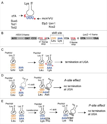 Figure 1. Anticodon loop modifications of tRNALysUUU and translational +1 frameshift models. (A) Schematic representation of tRNALysUUU anticodon loop with ct6A (6) and mcm5s2U (*) modifications. Gene-products relevant for synthesis of the modifications and addressed in this study are indicated. (B) Schematic representation of the modified Ty1 frameshift construct sensitive to tRNALysUUU modification defects.Citation28 Shown is the W12 construct where lacZ is in the +1 frame with respect to HIS4A.Citation28 The shift site as well as amino acids specified and +1 and 0 frame UGA stop codons are indicated. (C) With fully modified tRNALysUUU frameshift rates are low and termination at the UGA downstream of the Lys codon occurs efficiently. (D) Frameshift induction by tRNALysUUU modification defects via an A-site effect. Hypomodified tRNALysUUU (absence of * and 6, stippled) inefficiently binds to the AAA codon while peptidyl-tRNALeuUAG occupies the P-site. This pausing allows the peptidy-tRNALeuUAG to shift to the +1 frame and the appearance of an AAC codon in the A site (read by tRNAAsnGUU). This effect would be suppressible by extra copy of tRNALysUUU.Citation28 (E) Frameshift induction by tRNALysUUU modification defects via a P-site effect. Hyopmodified tRNALysUUU (absence of * and 6) binds to the AAA codon and translocation occurs. Once present in the P-site as peptidyl tRNALysUUU, binding is weakened (loosing P-site grip) and +1 frameshift occurs. This effect would not be suppressible by extra copy of tRNALysUUU.