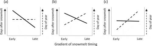 Figure 5. Schematic representation of patterns in plant phenology with regards to snowmelt timing. Phenological timing is represented as days after snowmelt (DAS) until the onset of a phenophase (continuous line) and as the day of year (DOY) of the onset of a phenophase (dashed line). The occurrence of phenophases in response to snowmelt timing clustered in the present study into three patterns: (a) Compensation: The number of DAS required to reach a certain phenophase decreases with later snowmelt timing. This reduction translates into acceleration of growth and compensates for the delay caused by the late snowmelt, leading to synchronous occurrence of the observed phenophases in plots with different snowmelt timing. (b) Under-compensation: The number of DAS required to reach a certain phenophase decreases with later snowmelt timing but this acceleration is not sufficient to compensate for the delayed start of the growing season caused by late snowmelt. Therefore, phenophases are reached at a later DOY in late-melting plots compared to early melting plots, but this difference is smaller than the corresponding difference in the snowmelt timing. (c) Conservativeness (no compensation): The number of DAS required to reach a certain phenophase is the same along the snowmelt gradient. Late snowmelt poses a natural delay to development so that phenophases occur at a later DOY in late- compared to early melting plots and this difference is equal to the corresponding difference in the snowmelt timing.Note the different slopes in the solid lines in figure parts (a) and (b) and the dashed lines in figure parts (b) and (c).