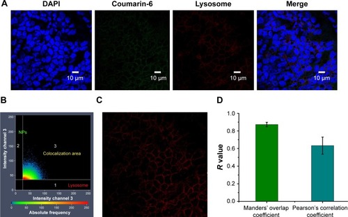 Figure 9 Colocalization analysis of PLGA NPs with lysosomes. CLSM micrographs of outer epithelium cells of RWM after intratympanic injection of PLGA NPs for 30 minutes (A). Colocalization scatterplots of PLGA NPs with lysosomes (B). Colocalization mask images showing only overlapping pixels (C). Quantitative colocalization parameters of PLGA NPs with lysosomes by measuring Manders’ overlap coefficient and Pearson’s correlation coefficient (D).Abbreviations: PLGA NPs, poly (lactic-co-glycolic acid) nanoparticles; CLSM, confocal laser scanning microscope; RWM, round window membrane; DAPI, 4′,6-diamidino-2-phenylindole.
