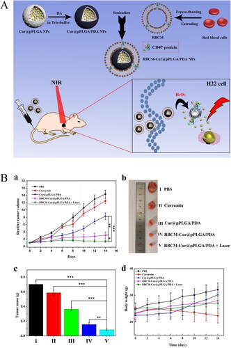 Figure 4. Illustration of red cell membrane-biomimetic nanoparticles for combining chemotherapeutic and hyperthermia to enhancing antitumor effect. (A) The preparation of RBCM-cur@pPLGA/PDA nanoparticles and in vivo chemo-photothermal therapy. (B) In vivo antitumor efficacy of the various formulations in the H22 tumor model. (a) Tumor growth curves during the drug administration period. (b) Typical photographs of tumors isolated at the end of the administration. (c) Mean weights of the tumors isolated at the end of the administration. (d) Body weight changes in drug administration period (Wang et al., Citation2020b). © 2020. The Author(s). All rights reserved. Reproduced with permission.