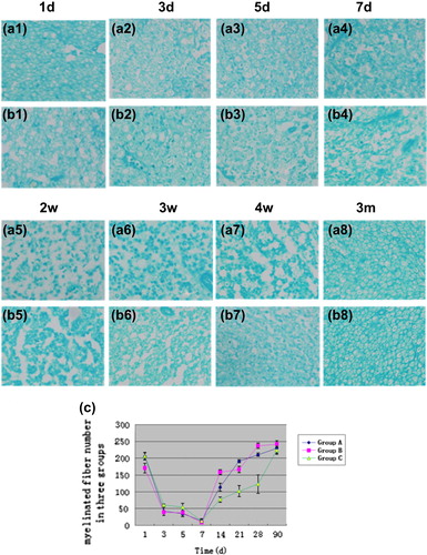 Figure 5. Histopathological estimation of sciatic nerve regeneration during degeneration (luxol blue staining). The change in the shape of myelin sheathes between Group A (a1–4) and B (b1–4) was similar during the first week. The myelin sheathes swelled and demylinated, starting at 1 day, and appeared incomplete ring-shaped structure at 7 days. However, after 2 weeks the ring-shaped structure of myelin sheathes in Group B gradually developed (a5–7), while there was still immature budding structure in Group A (b5–7). After 3 months, the morphology of myelin sheaths among three groups was all near to normal (a8 and b8). Scale bar = 100 μm. (c) showed the myelinated fiber number in the cross-sections of regenerated nerves. The myelinated fiber number in three groups decreased at 1d post-surgery, and minimized at 7 days. Then the myelinated fiber number gradually increased and nearly returned to normal level at 3 months post-operation. Additionally, at 14d, 21d, and 28d post-operation, the myelinated fiber number of Group B in unit area was higher than those of Groups A and C (p < 0.05).
