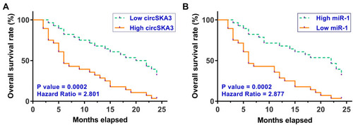 Figure 2 Altered expression of circSKA3 and miR-1 showed prognostic values for GBM. To analyze the prognostic values of circSKA3 (A) and miR-1 (B) for GBM, the 56 GBM patients were divided into high and low circSKA3 or miR-1 groups (n = 28, cutoff value = the median expression level of circSKA3 or miR-1 in GBM tissues). Based on the 2-year follow-up study, survival curves were plotted. Log rank test was used to compare survival curves.