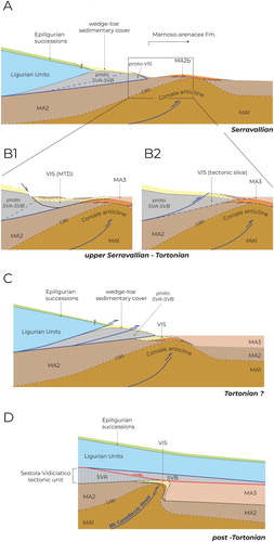 Figure 7. Proposed model for the tectonic evolution of the Northern Apennines frontal accretionary wedge along the ‘Sillaro Line’ during late Miocene. See text for discussion.