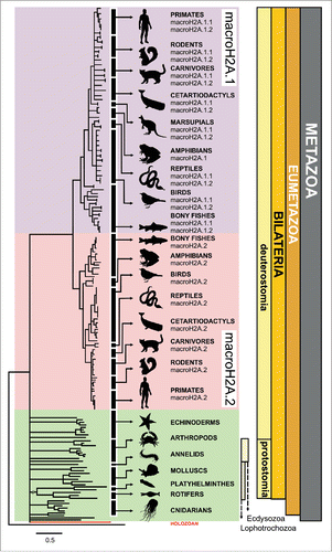 Figure 2. New evolutionary context for macroH2A. Schematic macroH2A protein phylogeny (see complete tree in Fig. S3) illustrating the wide distribution of this histone variant across metazoans and in the holozoan Capsaspora. The progressive specialization of macroH2A is evident in vertebrates, resulting in the differentiation of macroH2A.1 (purple) and macroH2A.2 (pink), different from macroH2A from non-vertebrates (green). The taxonomic classification of the organisms represented in the tree is indicated in the right margin of the figure. The tree was rooted with the human histone H2A.Z, as it constitutes a sister monophyletic group of macroH2A within the H2A phylogeny.Citation34,38