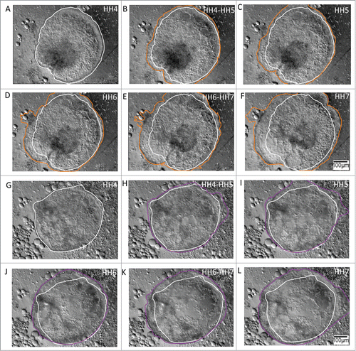 Figure 3. Anterolateral and posterolateral epiblastic tissue explants demonstrate unpolarized (centrifugal) expansion during morphogenesis of the avian gastrula. A – F Tissue explants from the anterolateral epiblast undergo circumferential expansion during gastrulation. The initial perimeter tracing (white) is from HH4 embryonic tissue (A), and has been retained in all the profiles to denote the initial condition of the expanding tissue border. Tracings of the expanding front (orange) through HH7 (F) demonstrate the nearly concentric topology of the anterolateral tissue, suggesting its potential as an unpolarized morphogenetic movement generator. Supplementary movie 2 accompanies figure 3, A – F. Mag bar = 100 μm. G – L Tissue explants from the posterolateral epiblast also undergo centrifugal expansion during gastrulation. The initial perimeter tracing (white) is from HH4 embryonic tissue (G) and has been highlighted in all the profiles to denote the initial state of the expanding tissue front. Tracings of the expanding edge (purple) through HH stage 7 (L) demonstrates that the posterolateral tissue, similar to the anterolateral tissue, expands nearly concentrically during the stages (HH4 – HH7) that correspond to gastrulation of the early embryo. Supplementary movie 3 accompanies figure 3, (G – L). Mag bar = 100 μm.