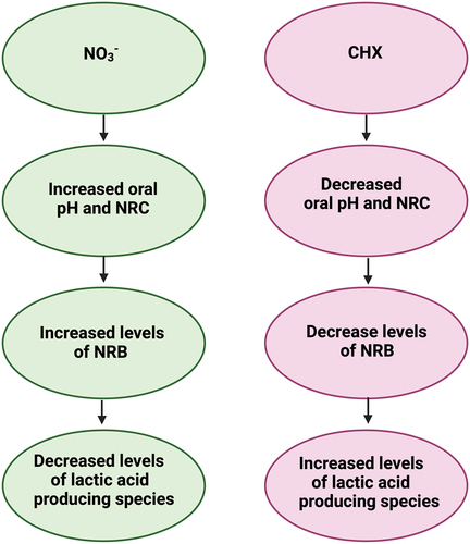 Figure 3. The effects of NO3− vs CHX on the oral environment: (left) summary based on findings in this review (right) summary based on (limited) current literature examining the effects of CHX on the oral environment (created with BioRender.com).