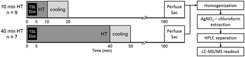 Figure 1. Experiment protocol for drug delivery in rabbits with Vx2 tumors using LTSL-Dox and MR-HIFU mild hyperthermia (HT) administered for either 10 or 40 min. Temperature mapping was continued for 10 min after treatment to observe tissue cooling (during which period the temperature of the heated region returned to baseline). The heated tumors, contralateral unheated tumor, and other organs were harvested 3 h after the start of LTSL-Dox infusion for drug quantification using silver nitrate/chloroform extraction with LC-MS readout.