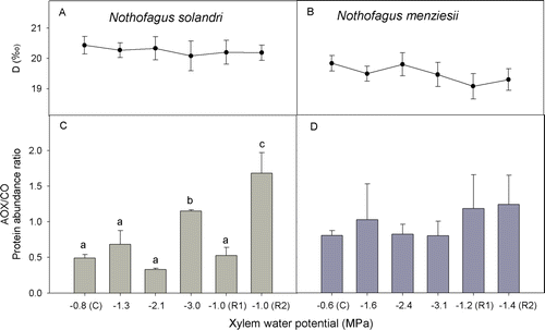 Figure 4  Changes in oxygen isotope discrimination (A, B) and protein abundance ratio of alternative oxidase and cytochrome oxidase (AOX/COX) (C, D) during water deficit treatment and recovery for Nothofagus solandri and Nothofagus menziesii. Values shown are mean (± SE). One-way analysis of variance (P≤0.05) was performed where the factor was xylem water potential during treatment being C (control) and R1-2 (recovery). Different lower case letters show significantly different means (Fisher least significant difference test).
