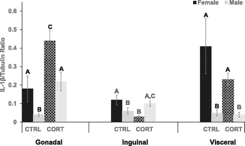 Figure 4. Interlukin-1 beta. Compared with male rats, IL-1β was significantly higher in the gonadal depot of females ((CTRL females vs. CTRL males; p = .05) (CORT females vs. CORT males; p = .004)). IL-1β was also significantly higher in the visceral depot of female rats compared with males ((CTRL females vs. CTRL males; p = .004) (CORT females vs. CORT males; p = .01)). CTRL female rats had significantly higher IL-1β, ∼2X, in the inguinal depot compared with males (p = .05). CORT treatment significantly increased IL-1β concentration in the gonadal depot of female (p = .003) and male (p = .008) rats, but CORT reduced IL-1β in the inguinal depot of female rats only (CORT vs. CTRL: p = .005).