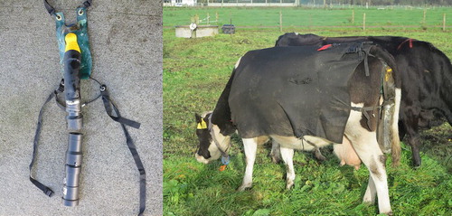 Figure 1. AgResearch urine sensor assembly (left) and attachment on a cow (right).